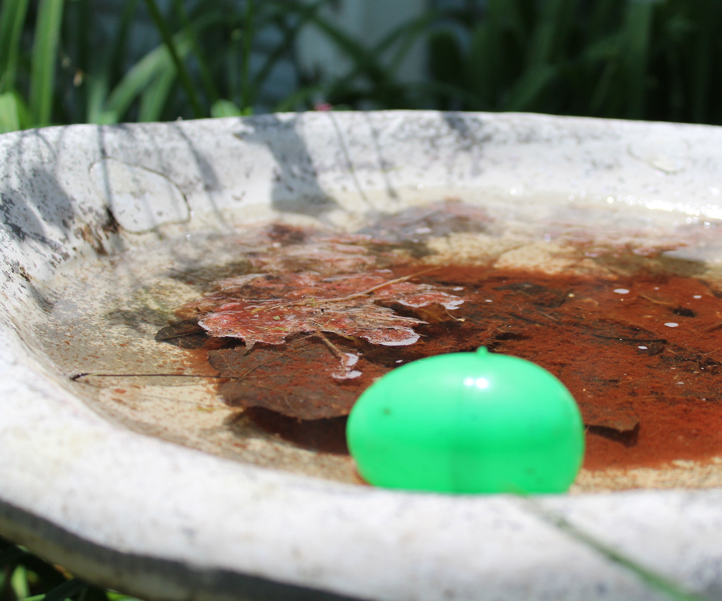 green floating ball in bird bath in fall