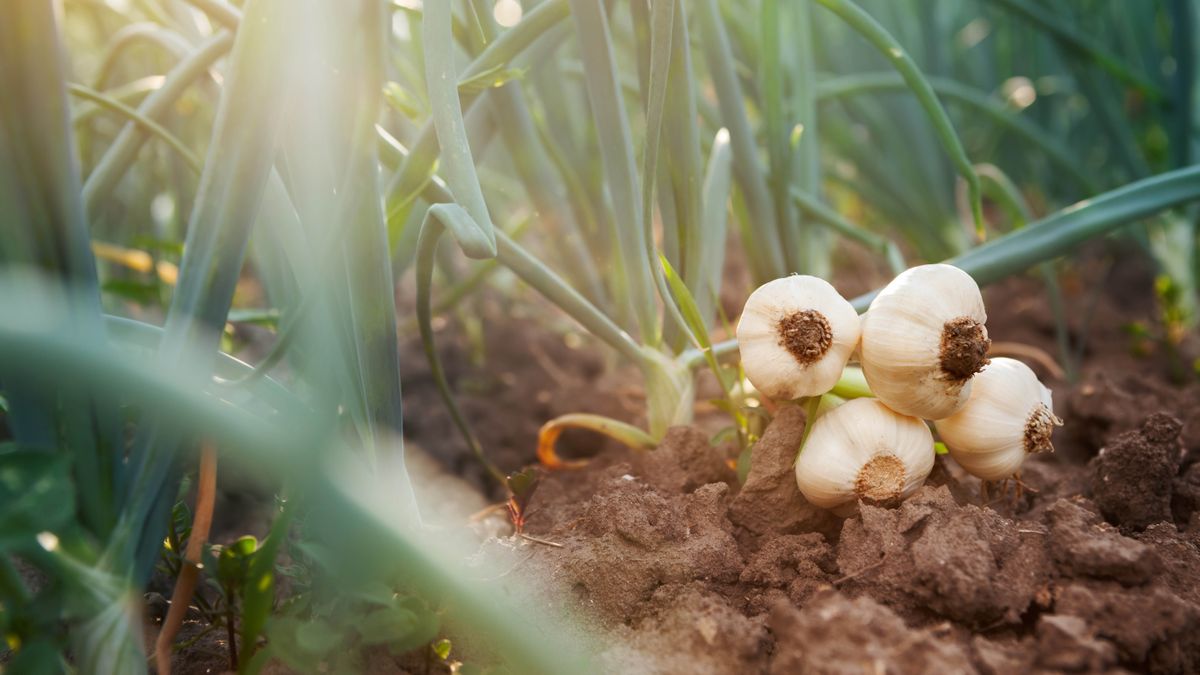 Onion bulbs which have been harvested lying on the ground