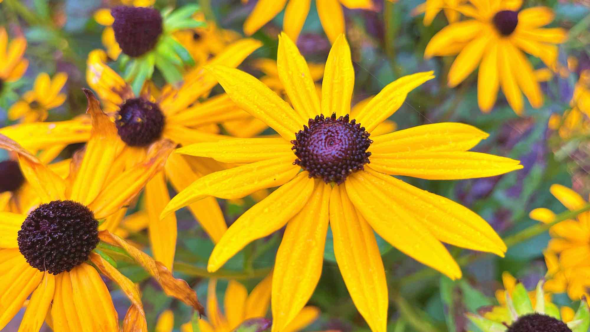 Rudbeckia