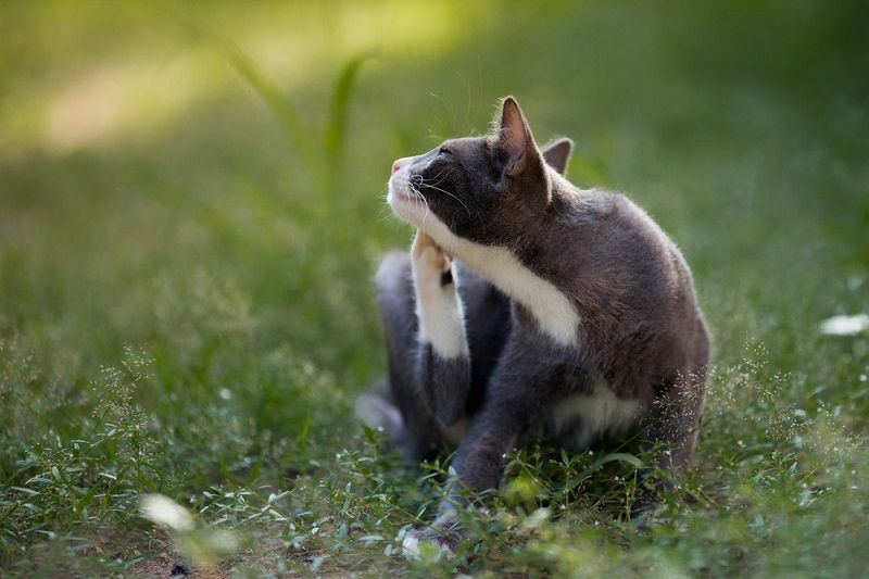 A cat scratching.