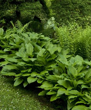 Hosta plants growing in a border with ferns underneath the shade of a tree