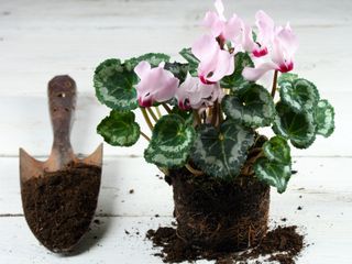 pink cyclamen plant and trowel