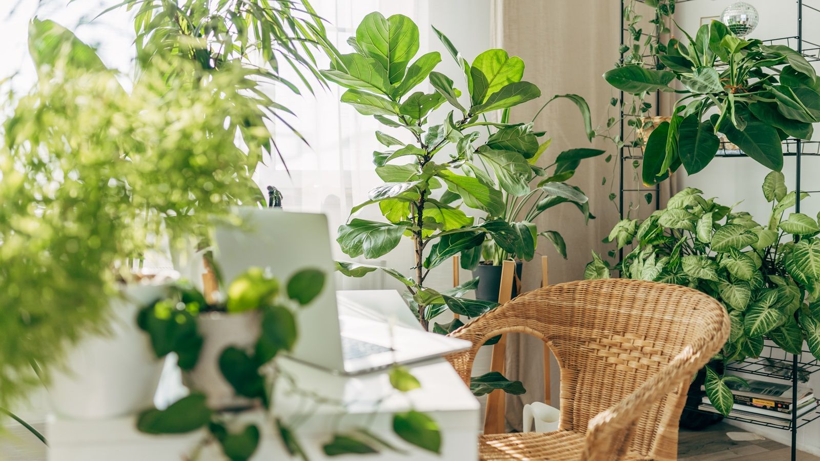 These 6 Yin and Yang Houseplants Could Transform the Energy in Your Home, Say Plant Experts