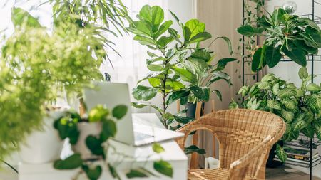 Indoor plants in home office