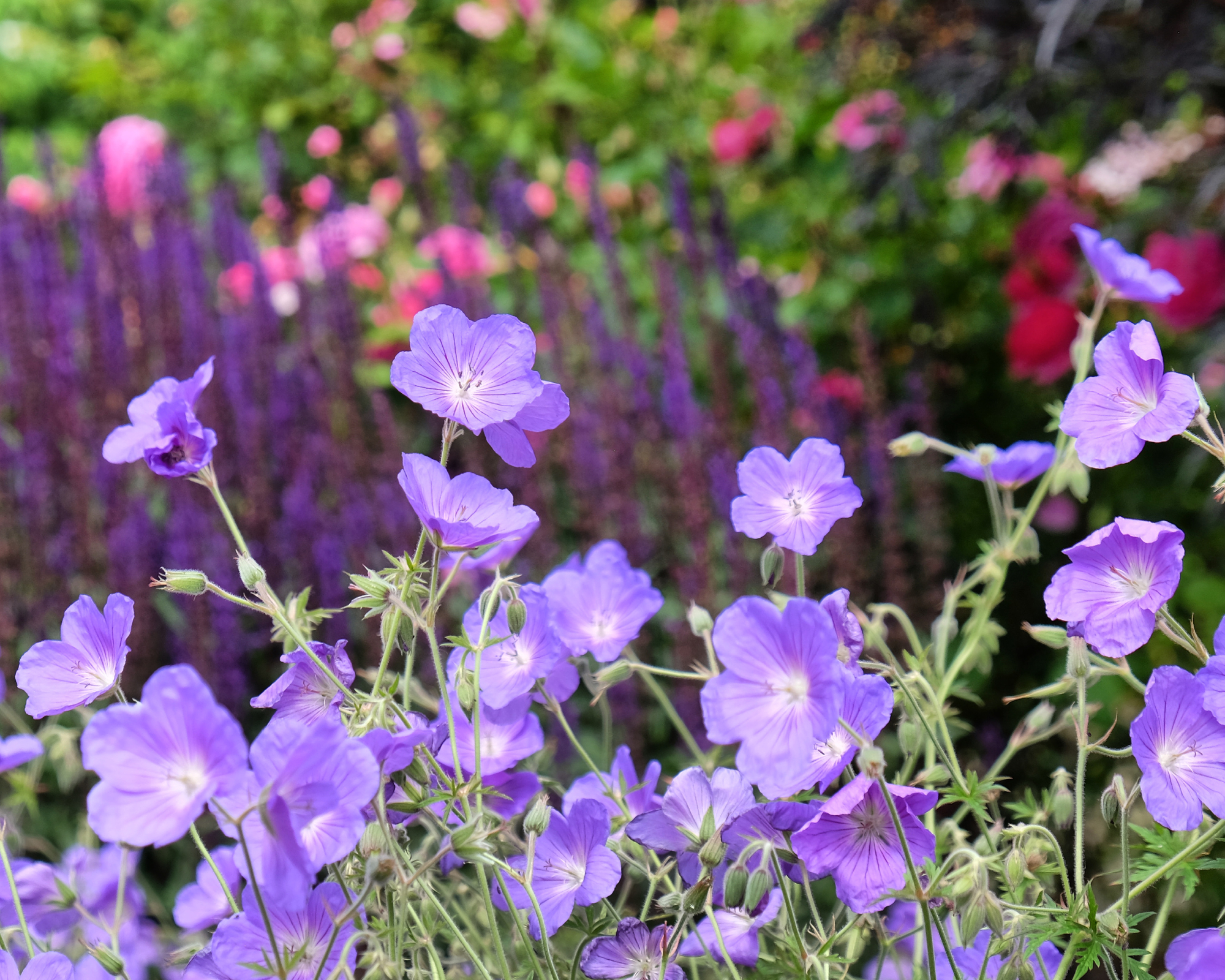 Purple hardy geranium, cranesbill, in flower