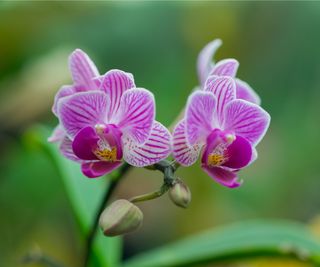 Moth orchid