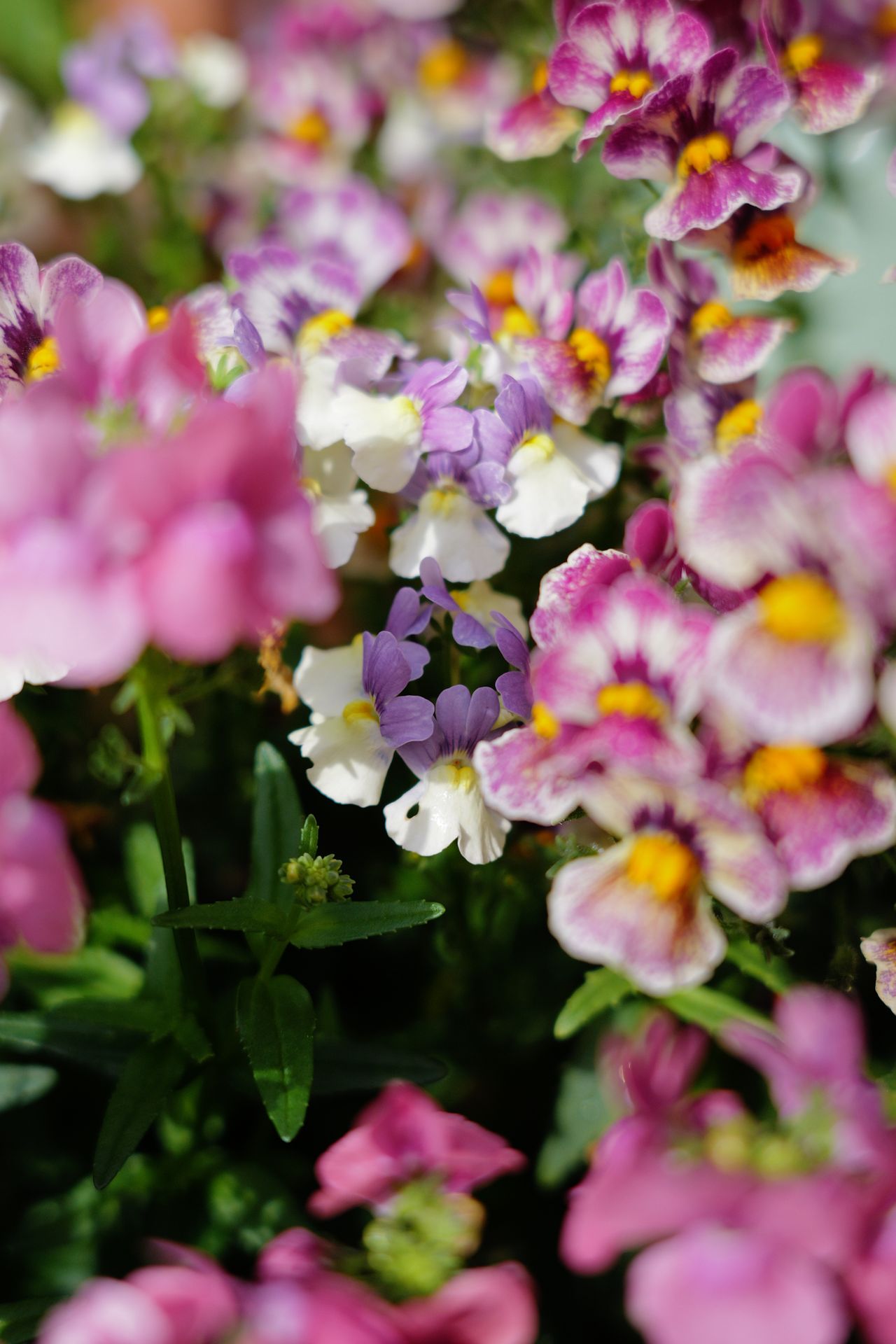 A photo taken on a Leica SL3-P full frame mirrorless camera