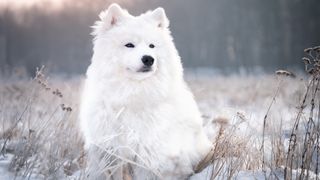 Samoyed dog sits on a snow-covered meadow