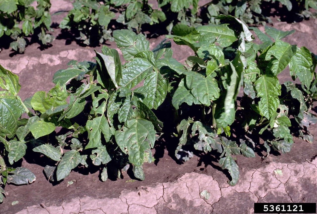 Wilt Fungus On Southern Pea Plants