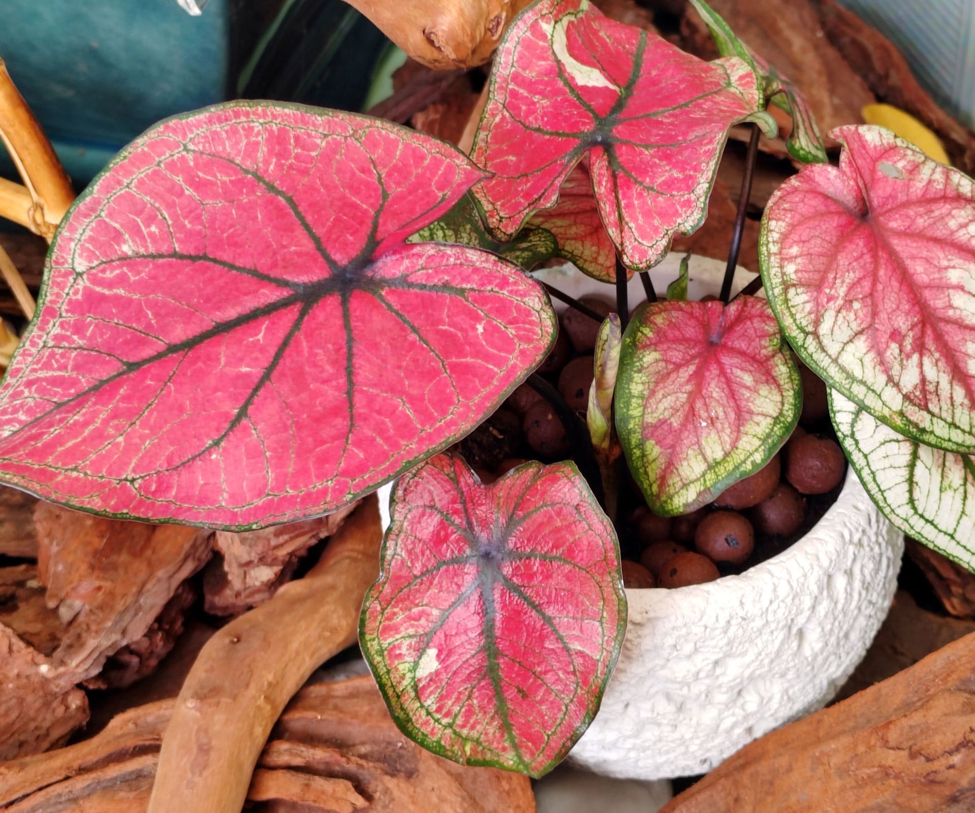 large caladium plant in white pot showing rich red leaves against natural wood background