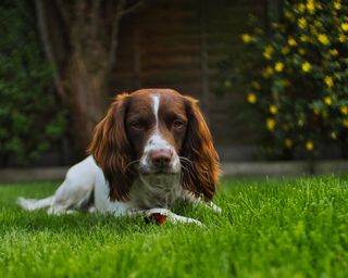 spaniel dog on grass