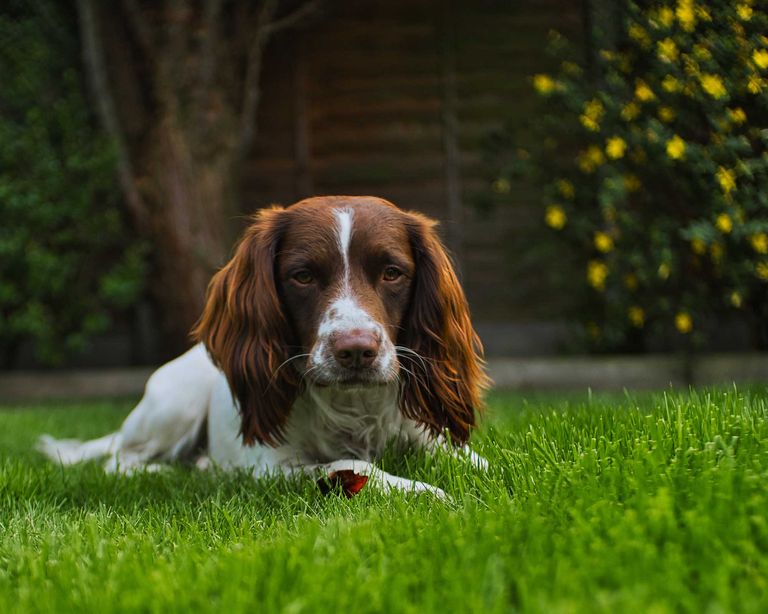 How to grow grass with dogs tips for petproofing your lawn Gardeningetc