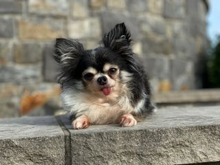 Hero dogs: Image of Chihuahua MacKenzie