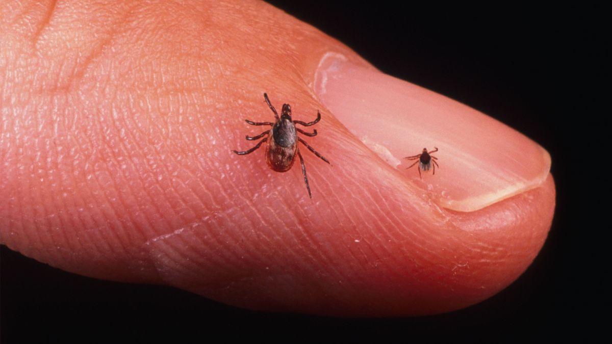 Ticks on a finger