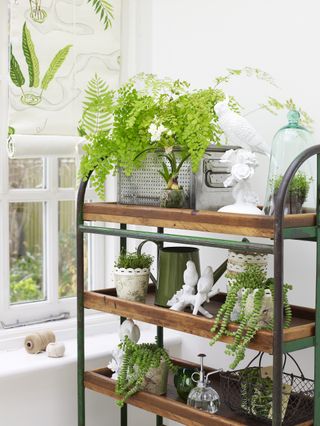 House plants on shelves
