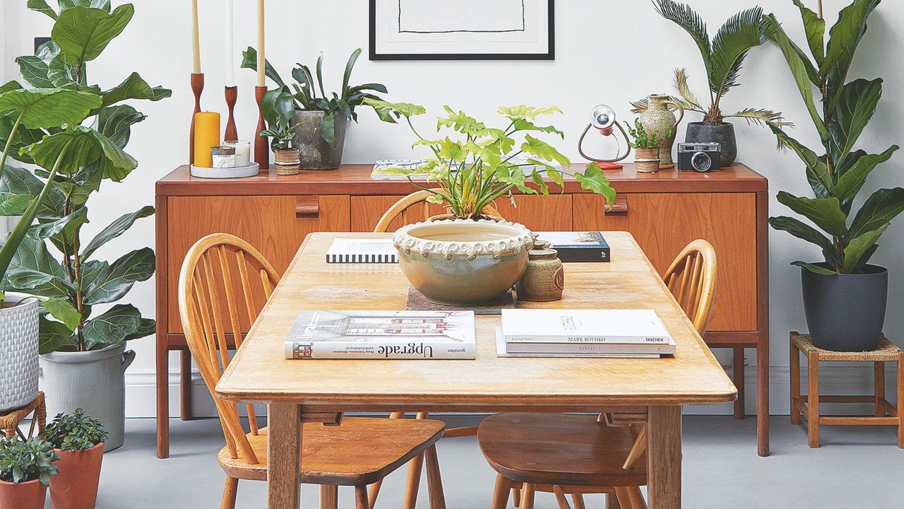 Collection of large and small houseplants around wooden dining table and chairs in dining room