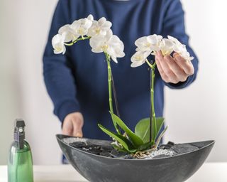 Orchid in pebble container with water spray bottle