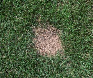 A bare patch in a lawn caused by summer patch disease