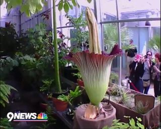 Denver Corpse Flower Blooms