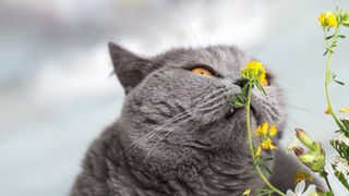 Cat sniffs plant and makes "stinky face"