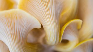 yellow oyster mushrooms close up