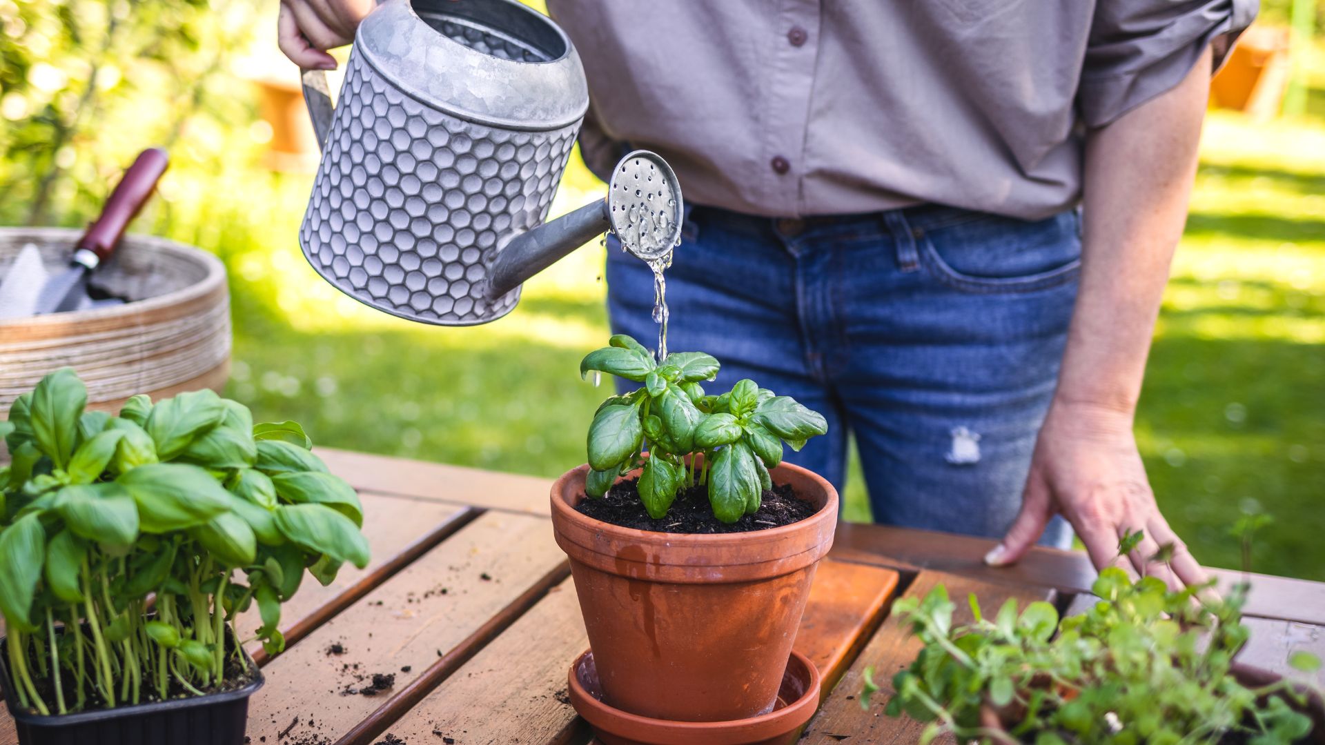 How to grow a herb garden