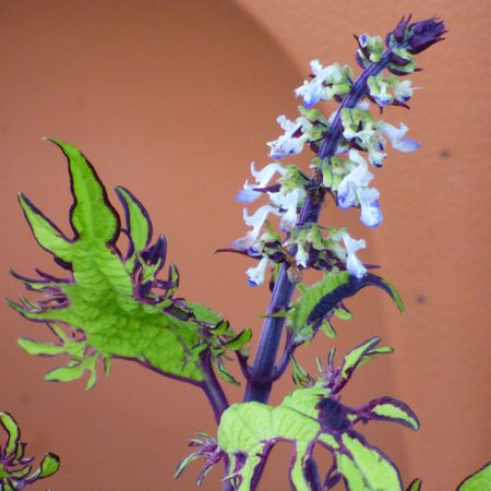 Blooming Coleus Plants