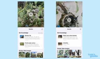 Identifying plants and birds with Visual Look Up in iOS 16