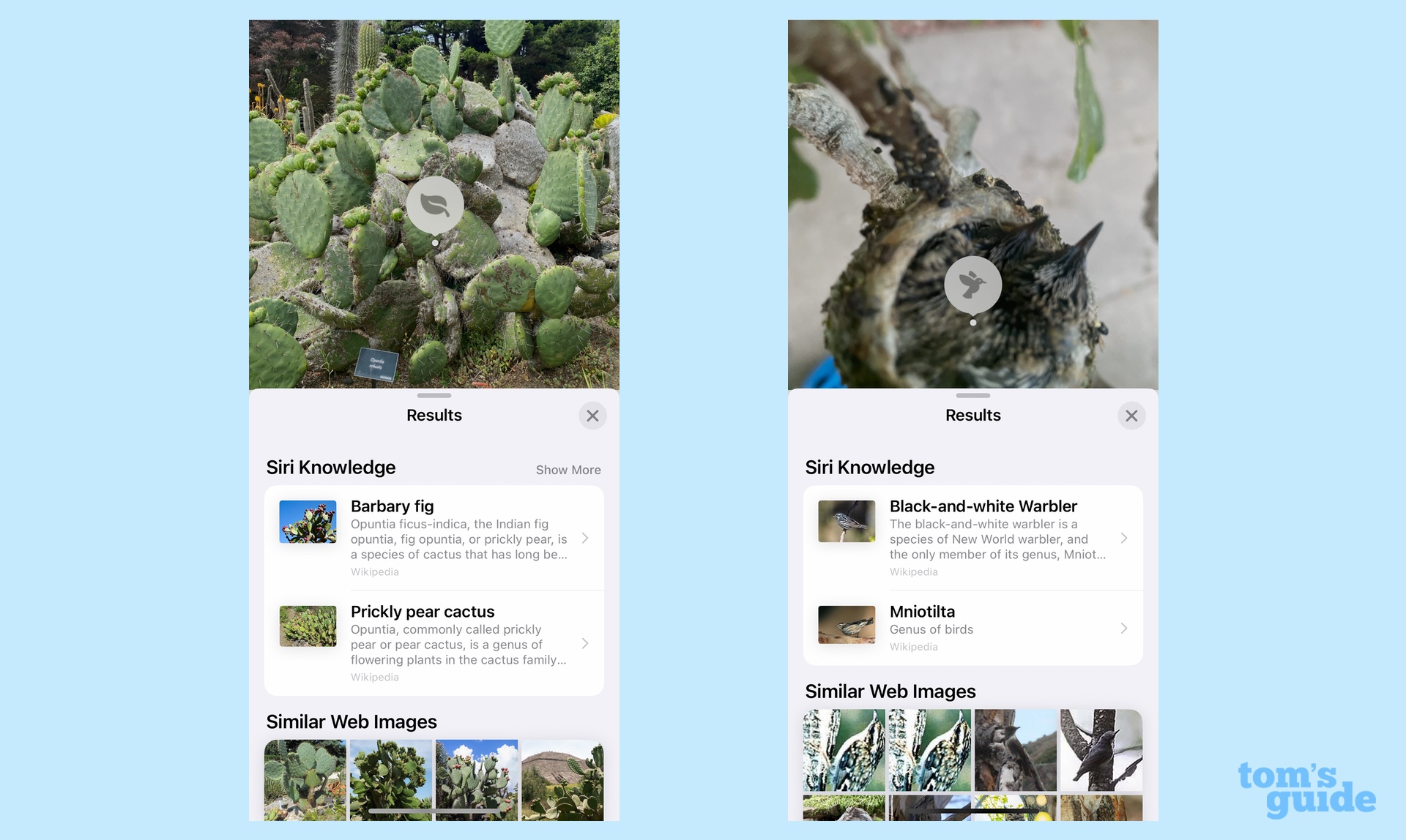 Learn about plants and birds with Visual Look Up in iOS 16