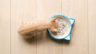 How often should I feed my kitten