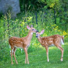 Two deer fawns in garden