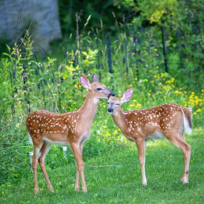 Two deer fawns in garden