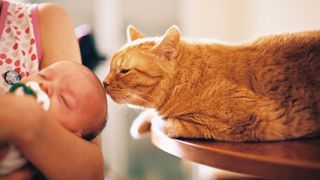 A ginger cat sniffing a baby's head