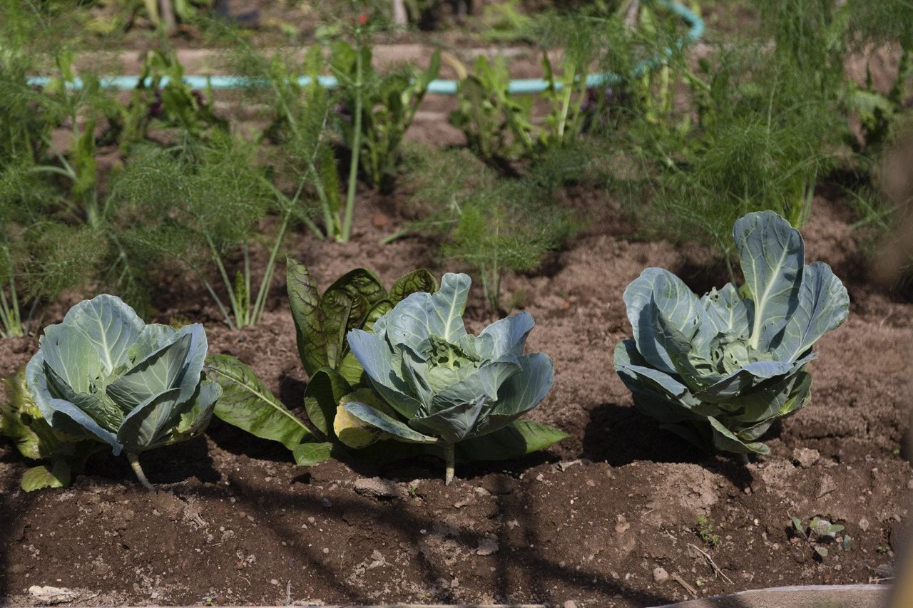 Cauliflower Growing In The Garden Next To Other Plants