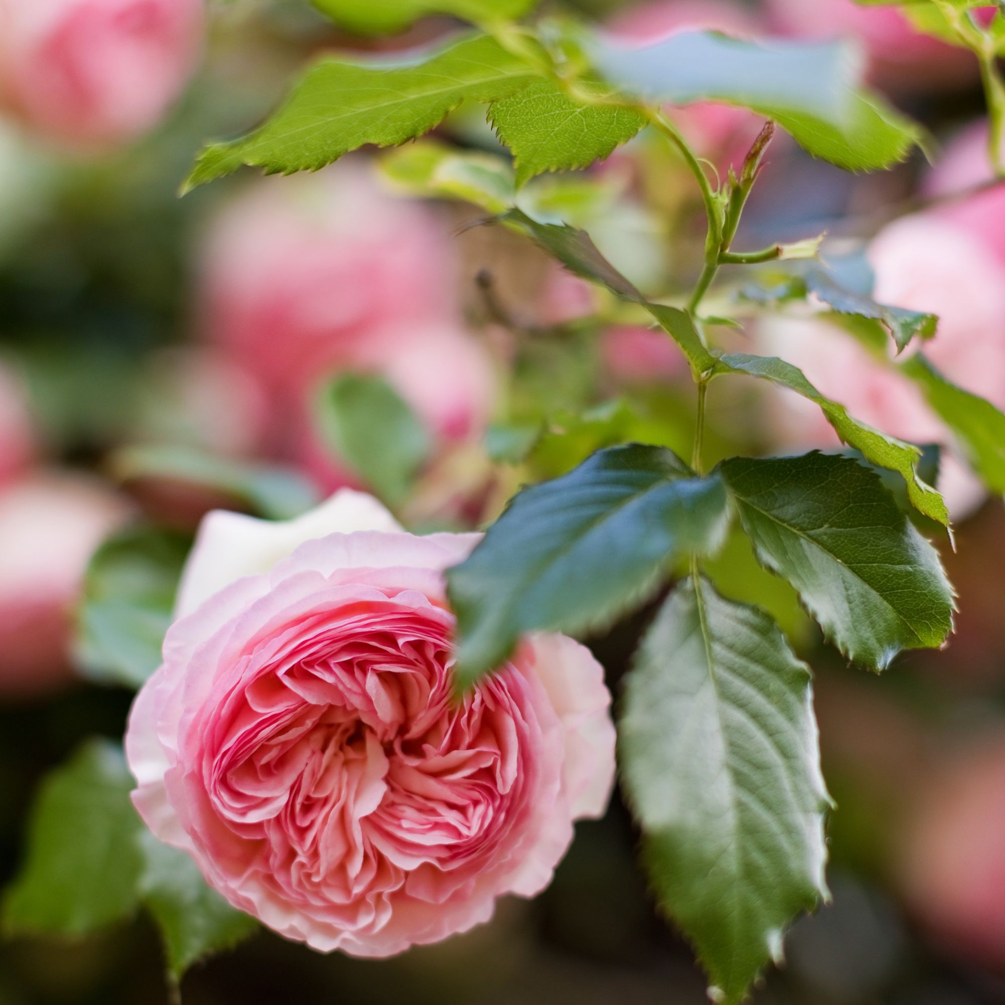 English shrub rose