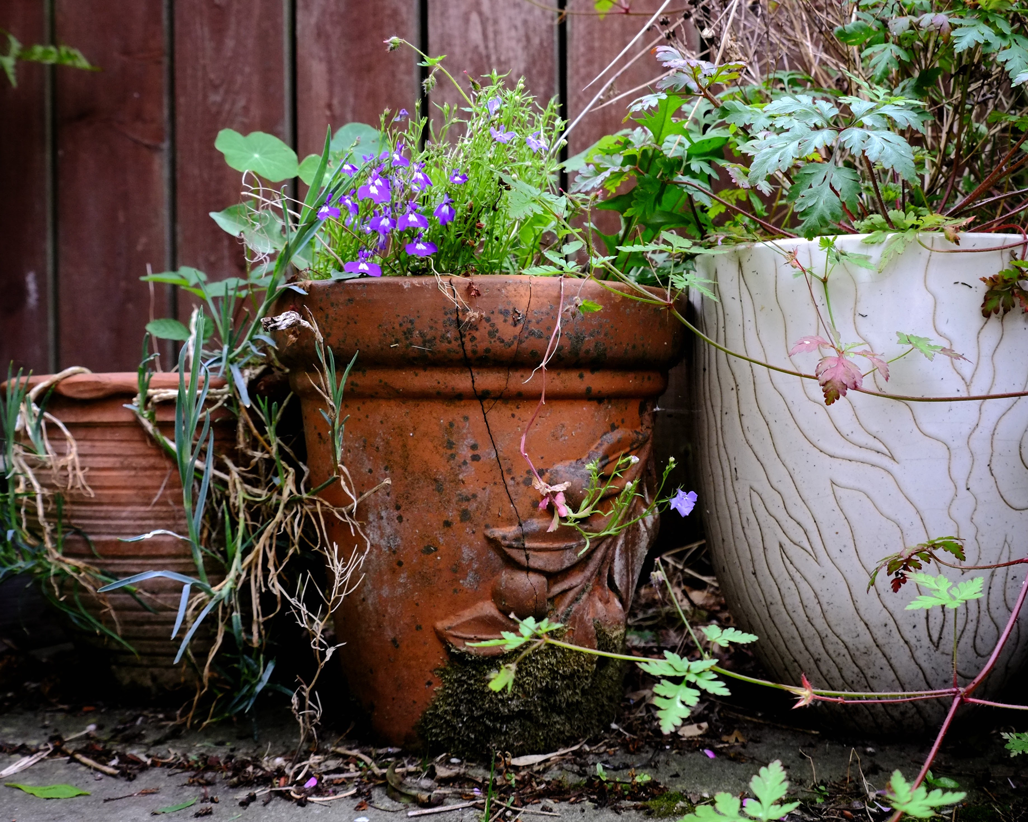 garden pots