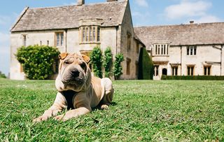 hotels with animals