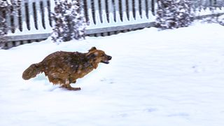 Dog doing zoomies in the snow