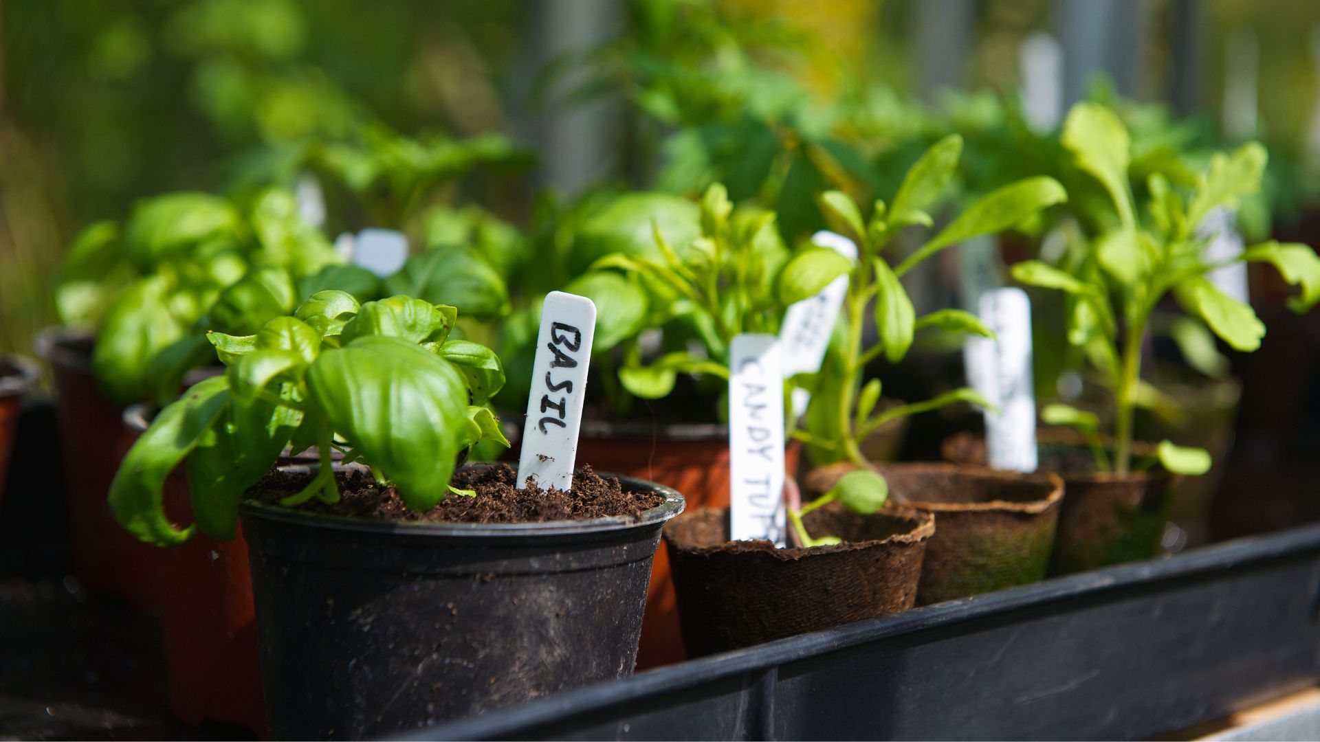 picture of basil plants with labels in them