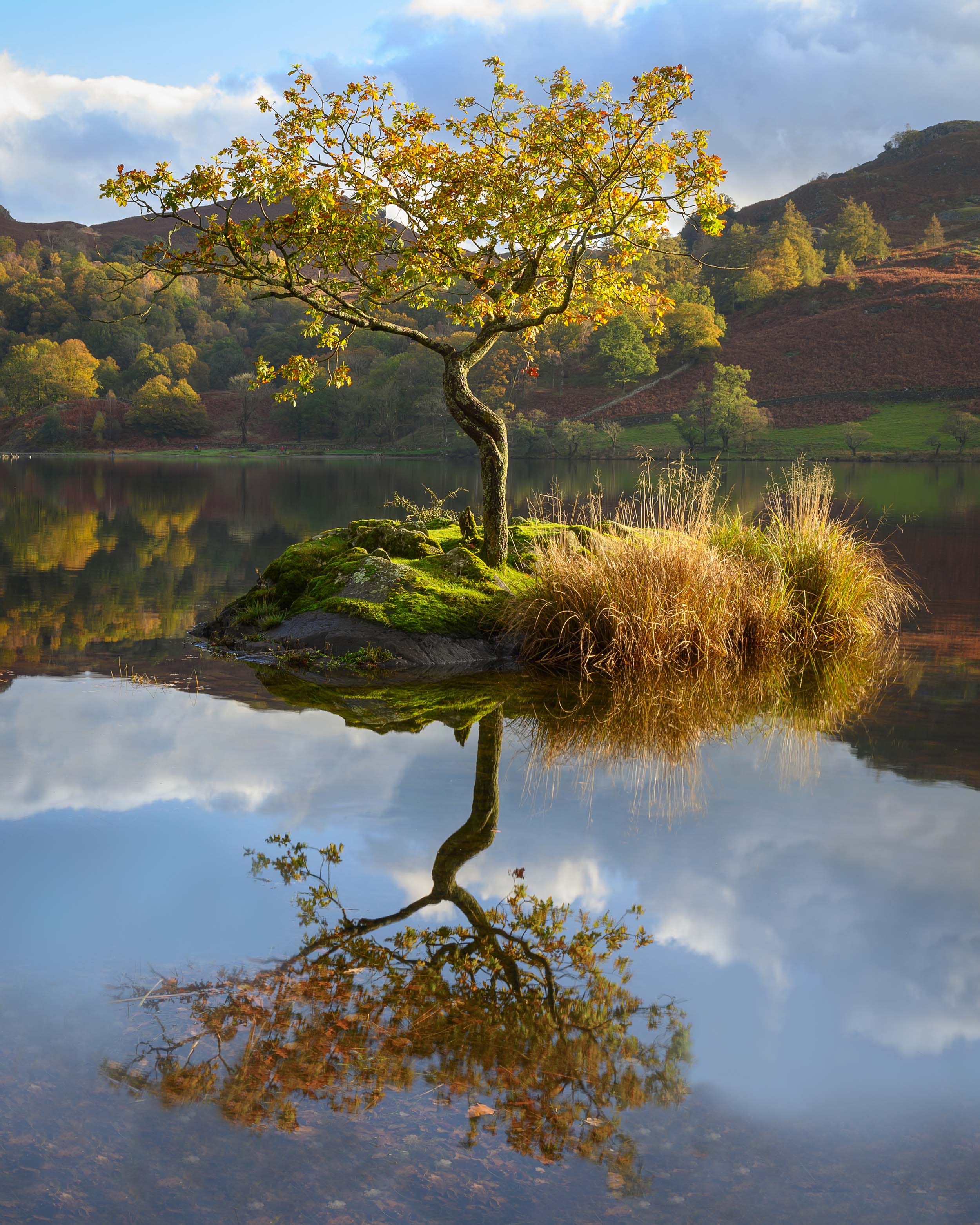 Lone tree at Rydal Water, Lake District