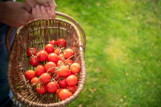 crimson crush tomatoes in basket