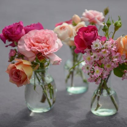 How to grow peonies in pots and containers | Ideal Home