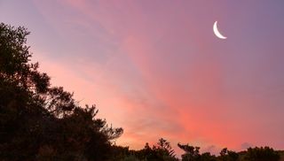 new moon at sunset with trees in the background