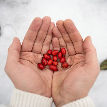Person holding rose hips in snow