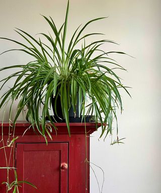 healthy potted spider plant on a red cabinet