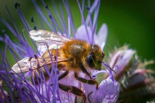 GuruShots - Moments in Macro