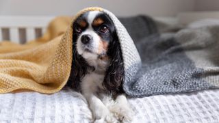 Cavalier King Charles Spaniel under a blanket