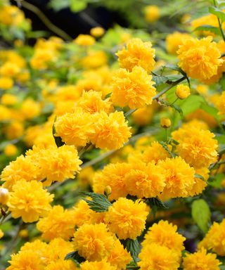 bright yellow flowers on a kerria japonica shrub in spring