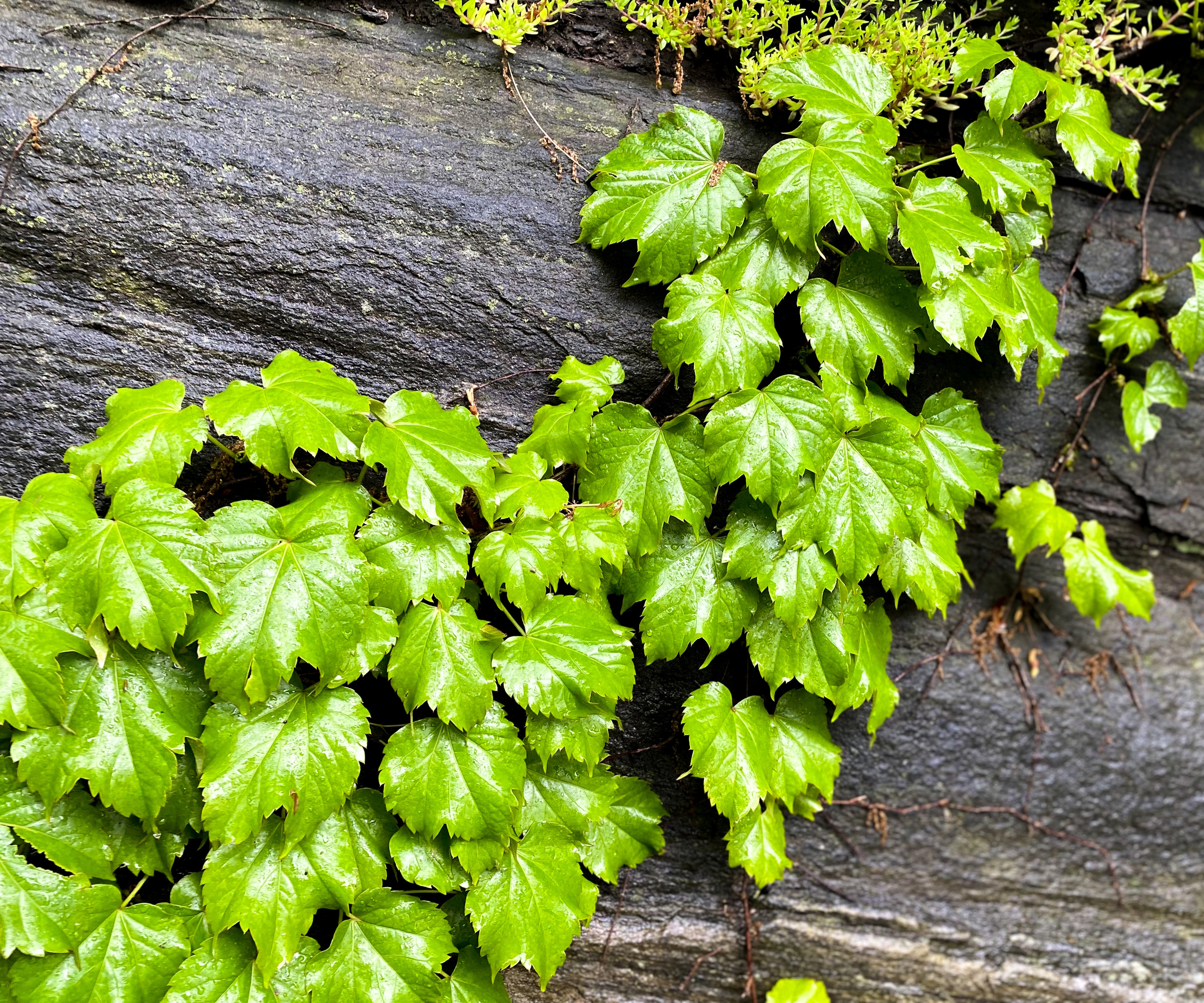 Boston ivy