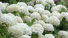A hydrangea 'Annabelle' covered in white blooms